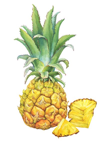 Zeichnung Ananas