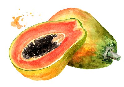 Zeichnung Papaya