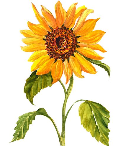Zeichnung Sonnenblume