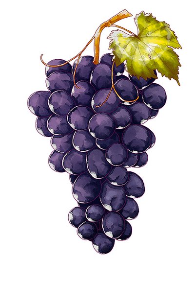 Zeichnung Weintrauben